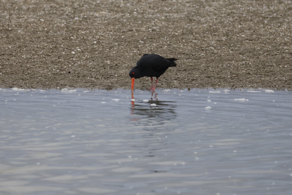 Variable Oystercatcher - ML623805847