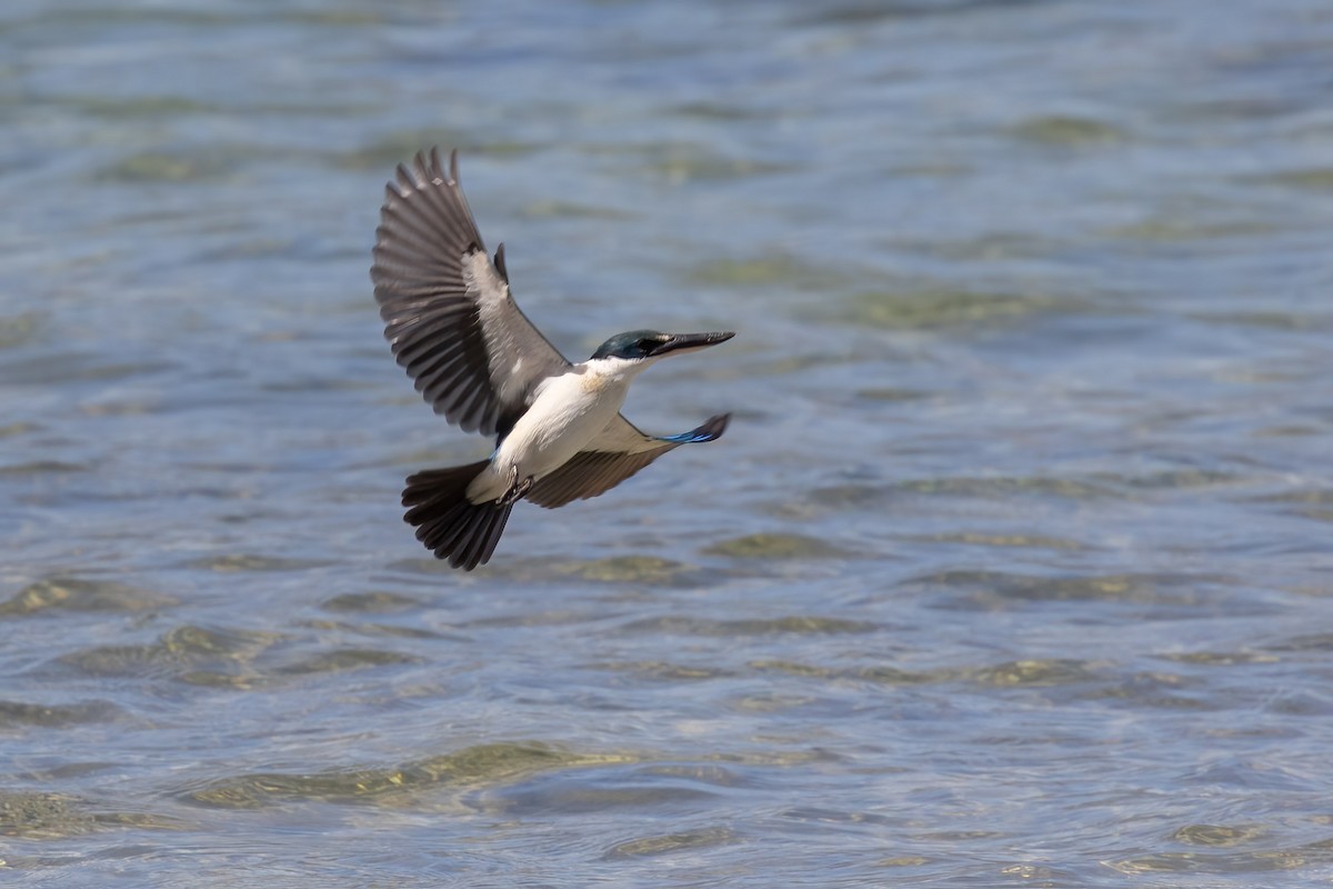 Collared Kingfisher - ML623805875