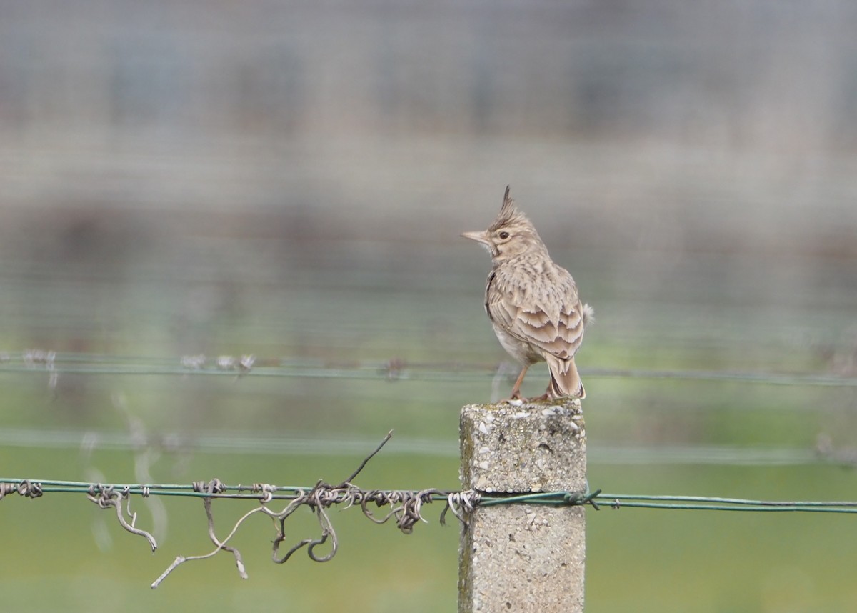 Crested Lark - ML623805944