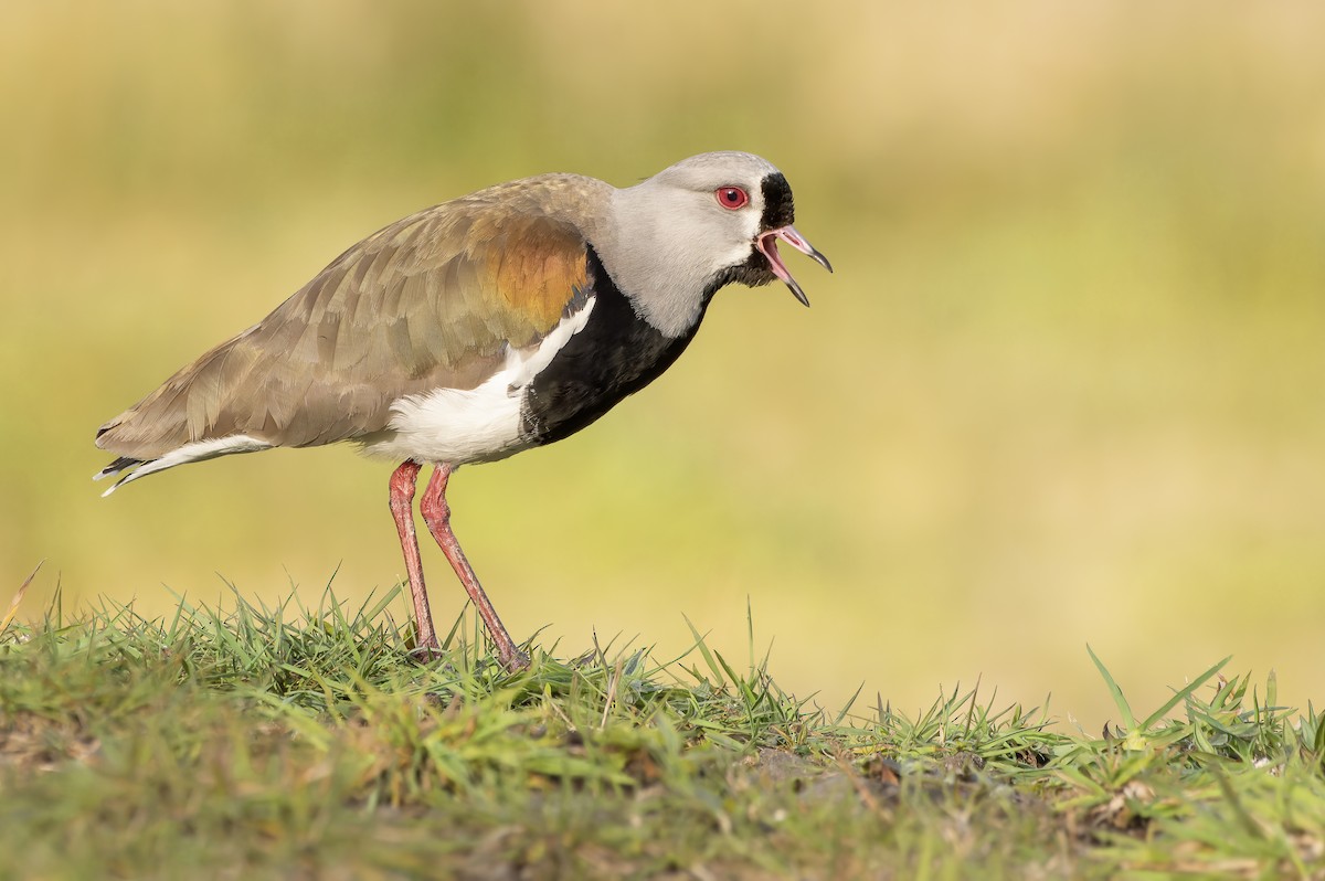 Southern Lapwing - ML623805945