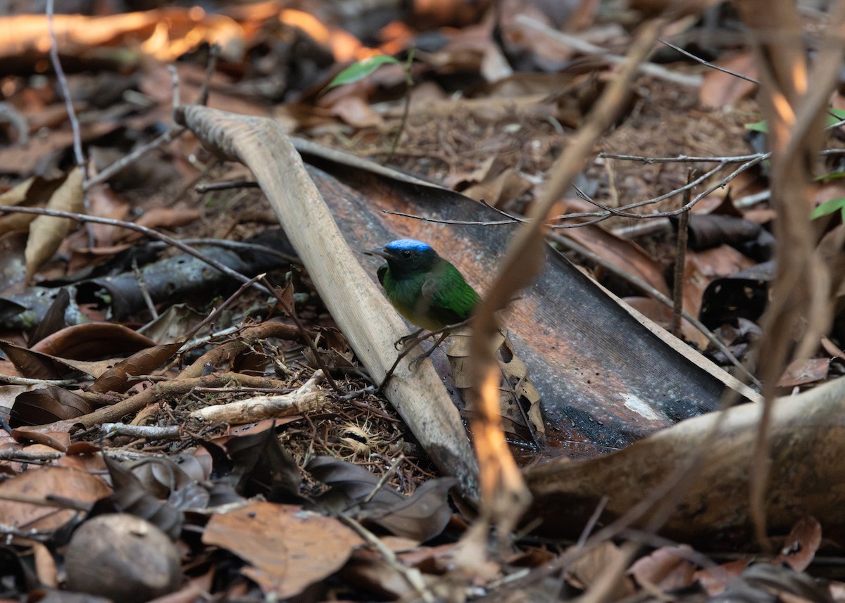 Blue-capped Manakin - ML623805963