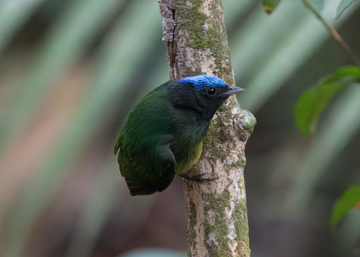 Blue-capped Manakin - ML623805964