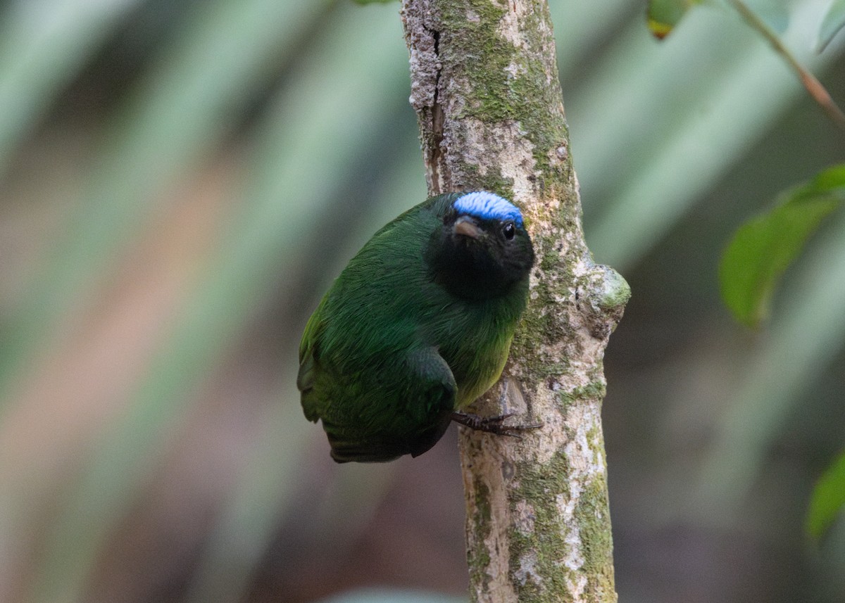 Blue-capped Manakin - ML623805965