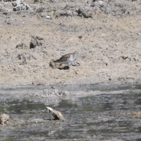 Western Sandpiper - ML623805970