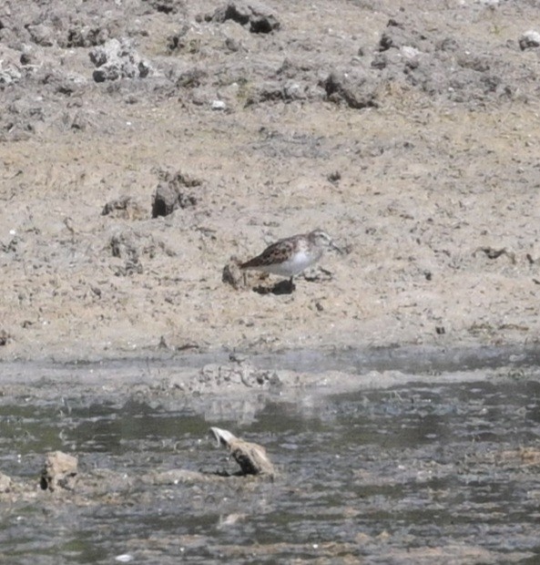 Western Sandpiper - ML623805971