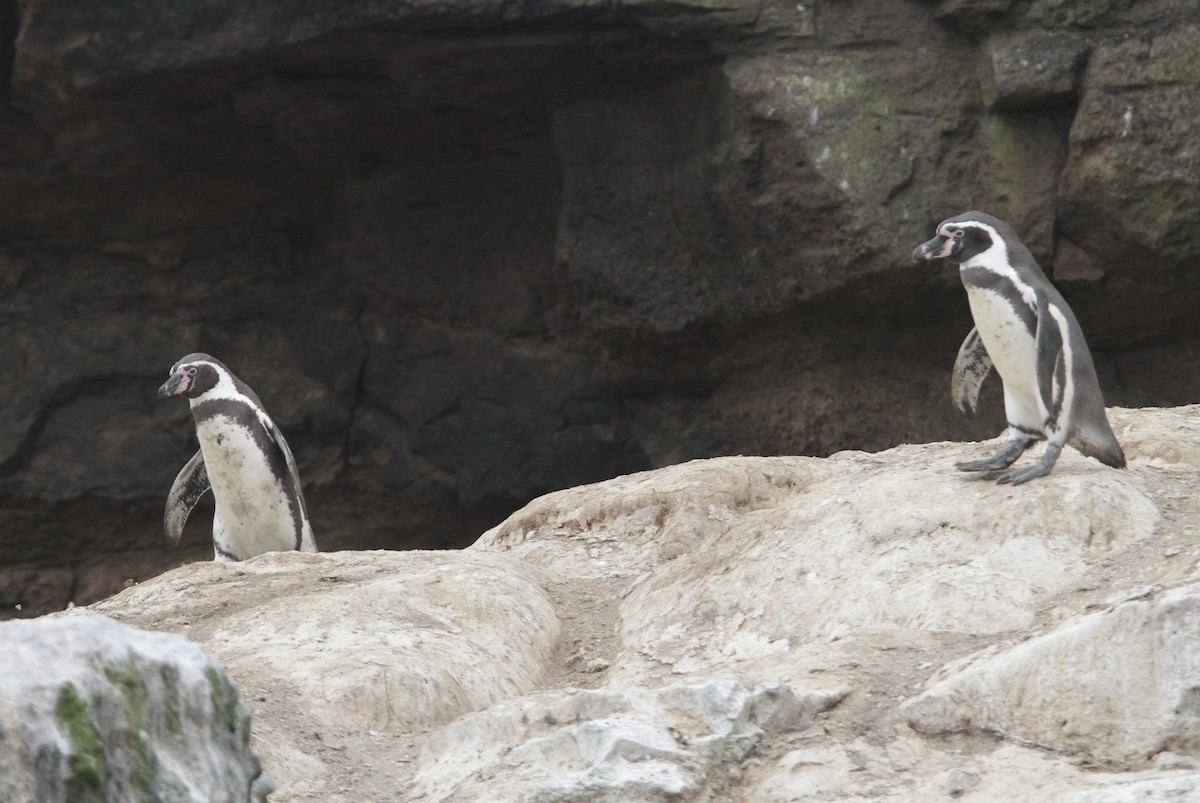 Humboldt Penguin - ML623805974