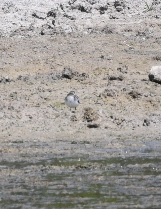 Semipalmated Sandpiper - ML623805978