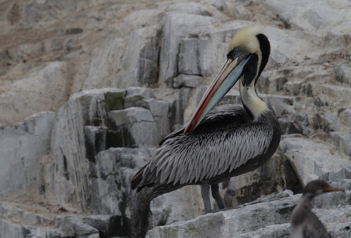 Peruvian Pelican - ML623805990