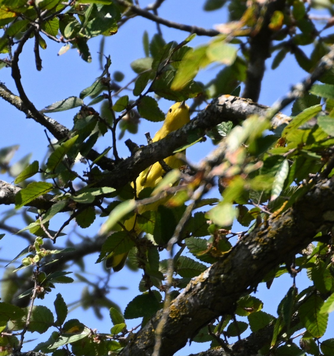 Yellow Warbler - ML623805991