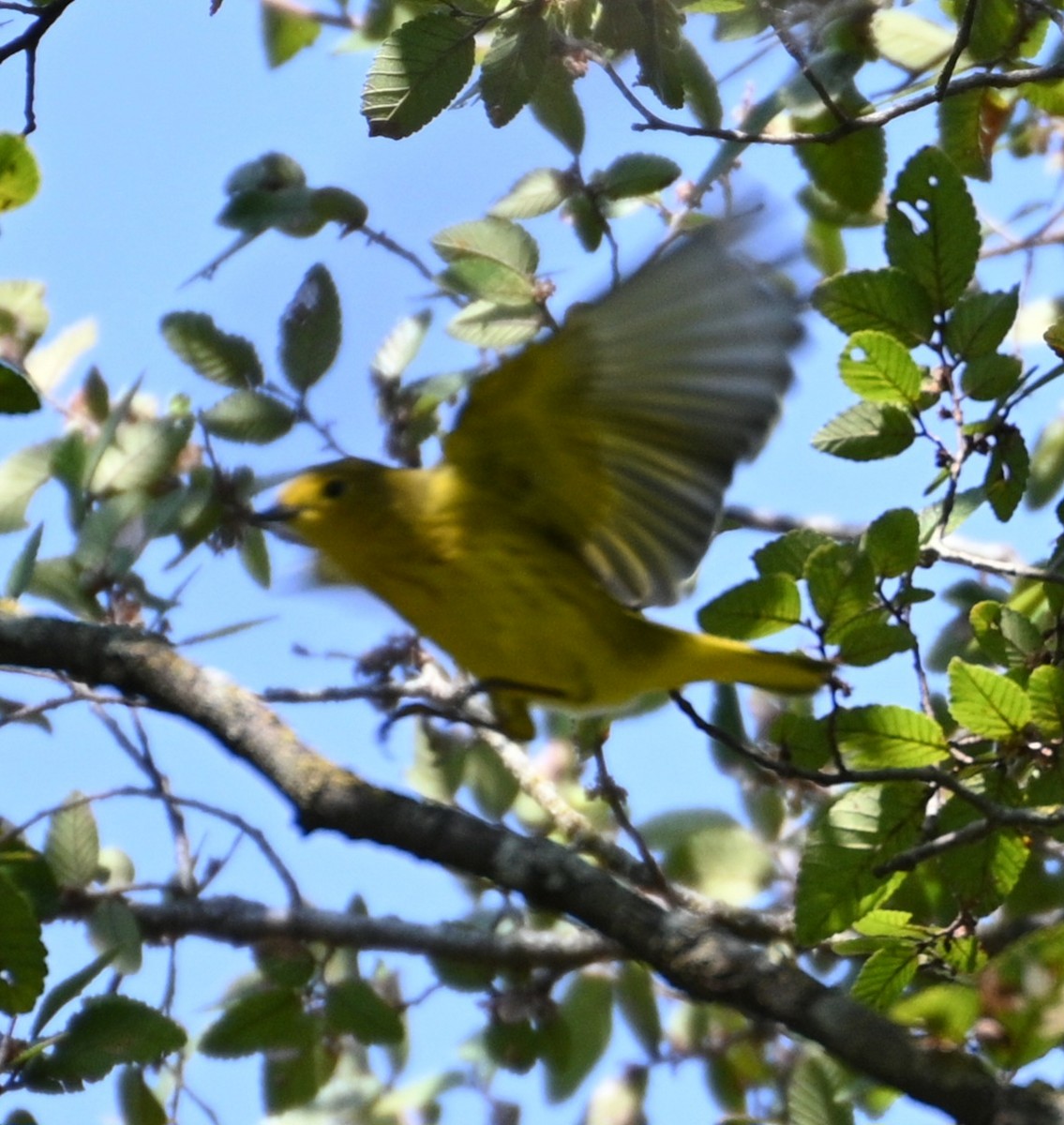 Yellow Warbler - ML623805992