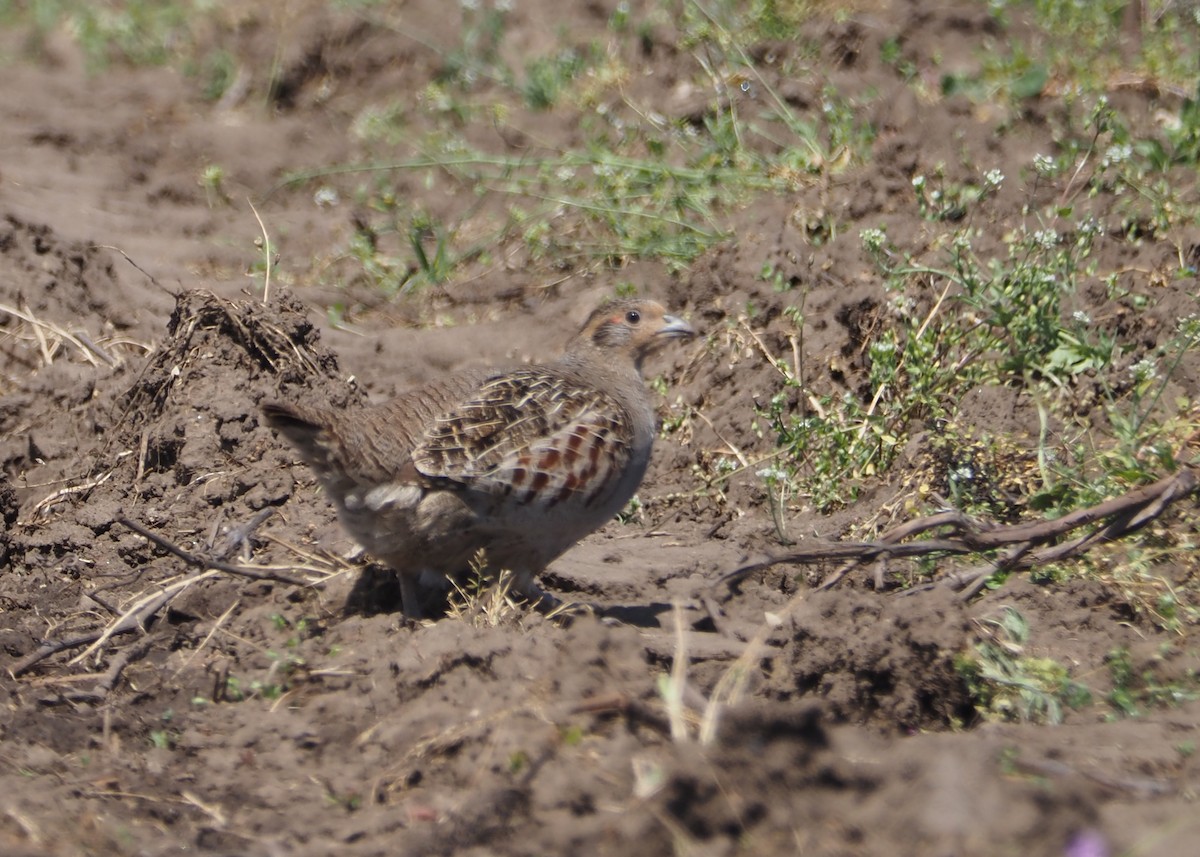 Gray Partridge - Livio Rey