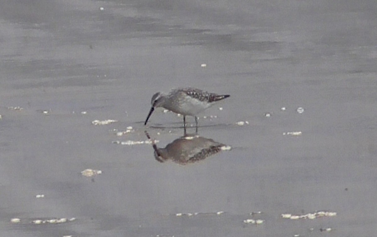 Stilt Sandpiper - ML623806009