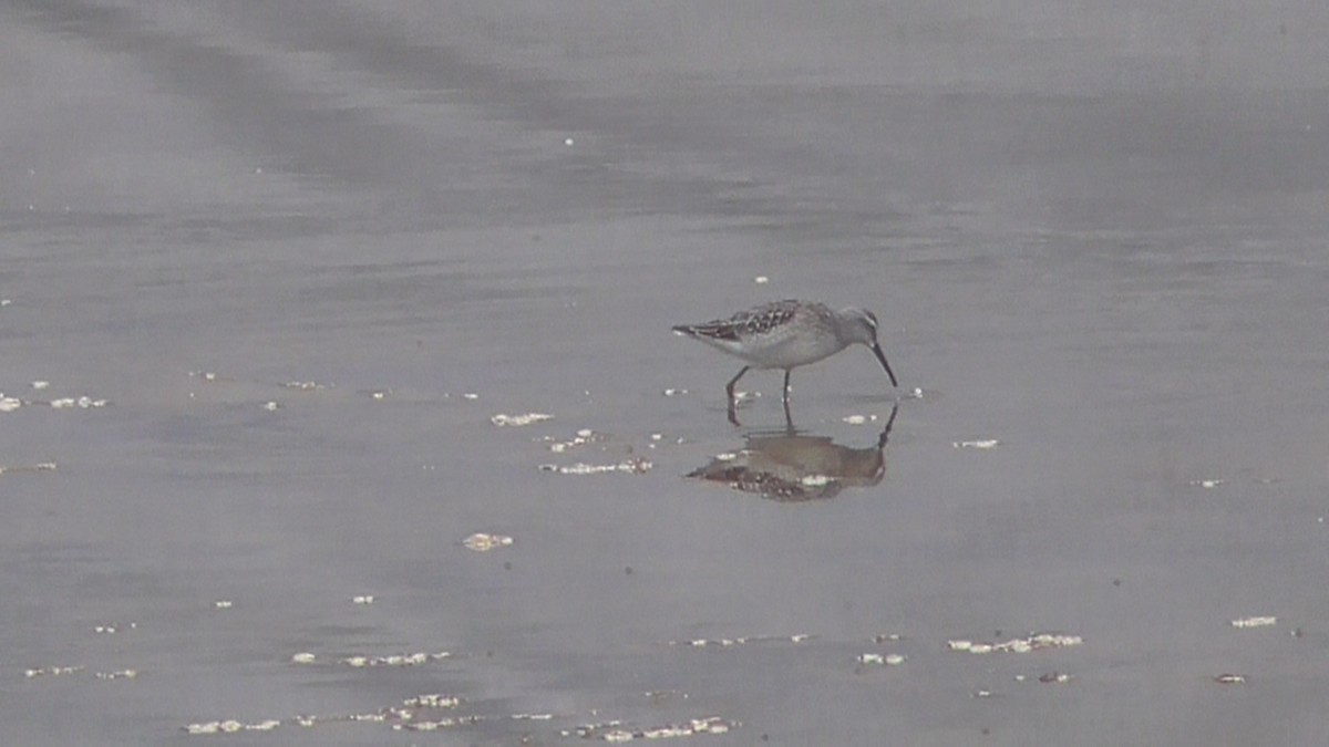 Stilt Sandpiper - Bernard Morris