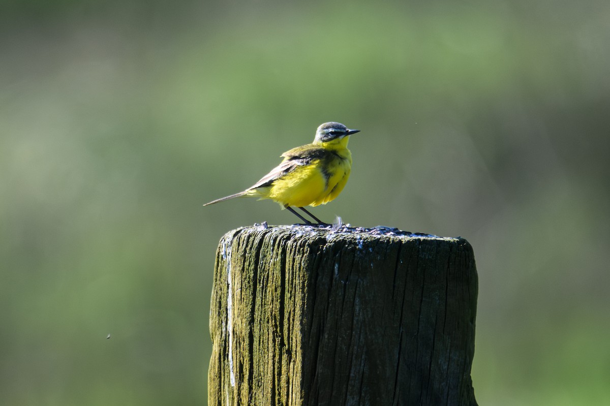 Western Yellow Wagtail - Mathias Haffner