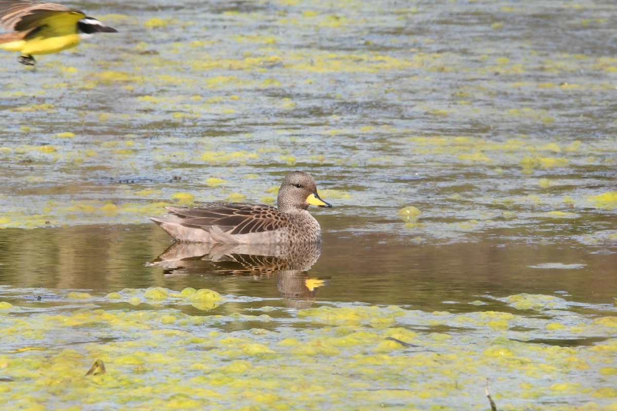 Yellow-billed Teal - ML623806029