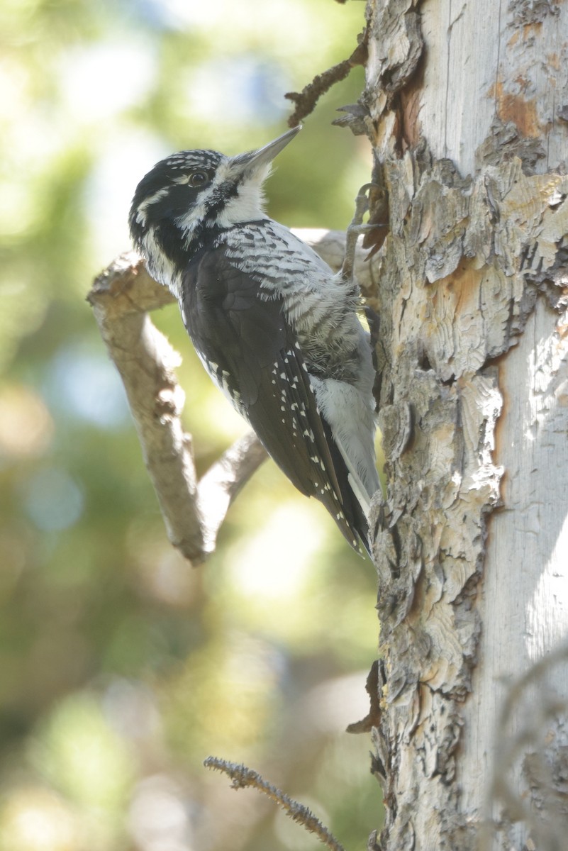 American Three-toed Woodpecker - ML623806035