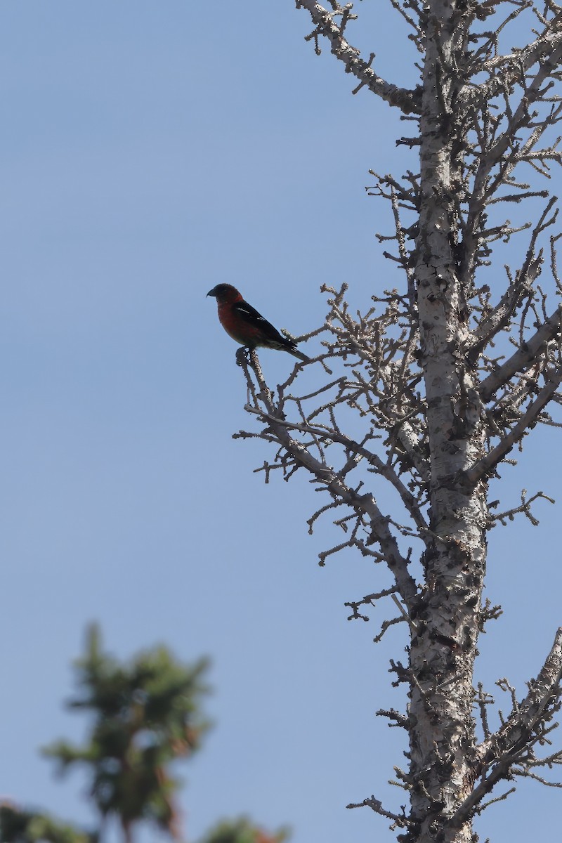 White-winged Crossbill - Peter Burke