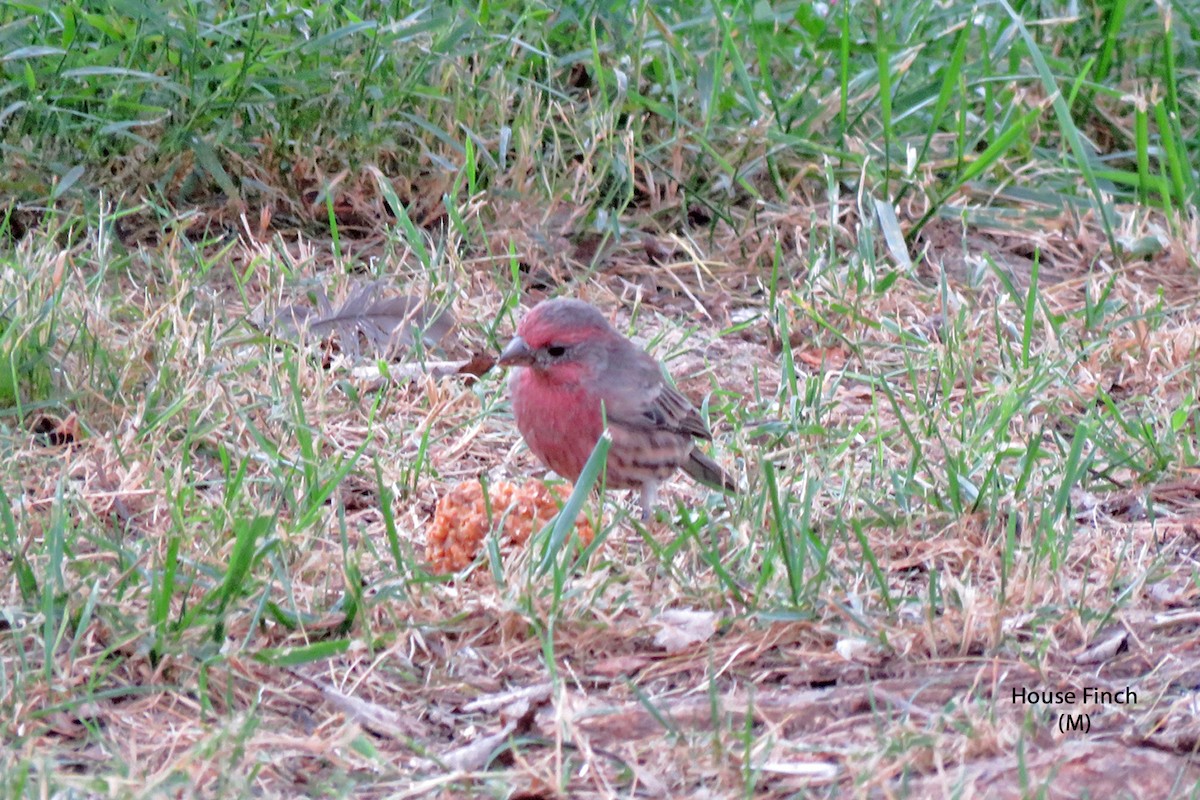 House Finch - ML623806056