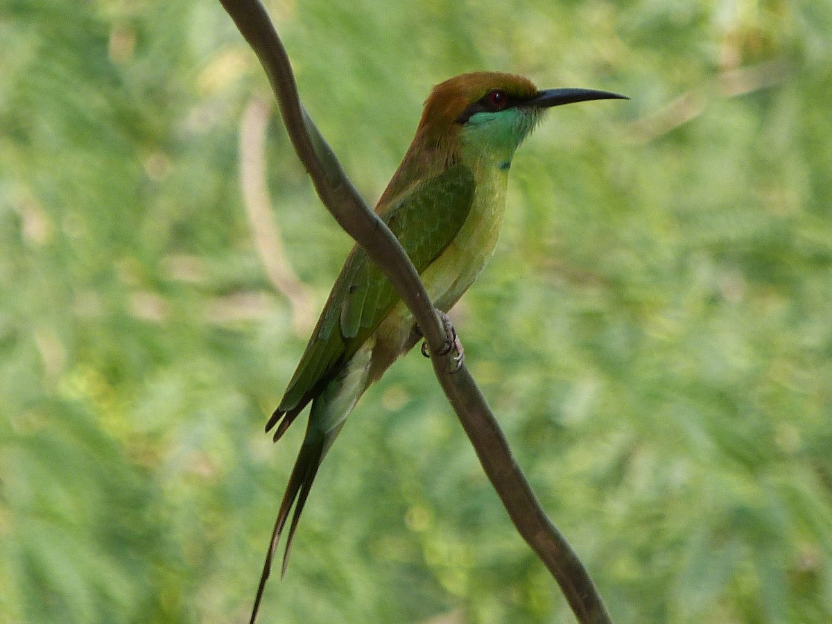 Abejaruco Esmeralda Oriental - ML623806072