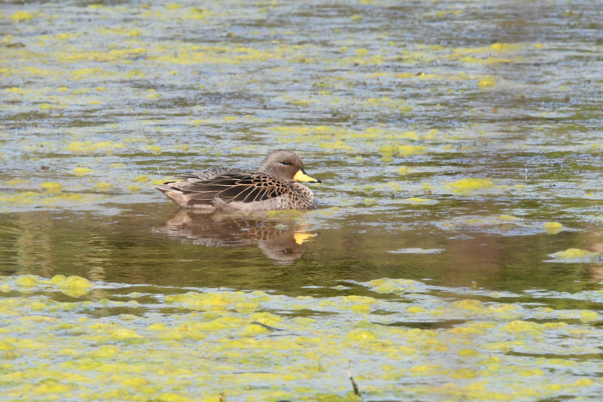 Yellow-billed Teal - ML623806085