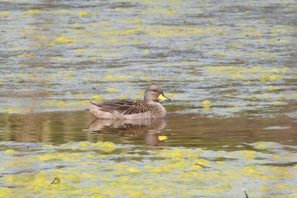 Yellow-billed Teal - Sebastián Dardanelli