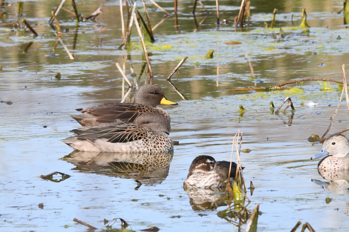 Yellow-billed Teal - ML623806087