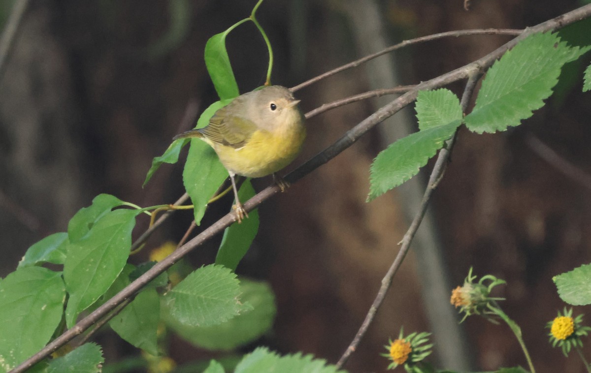 Nashville Warbler - ML623806093