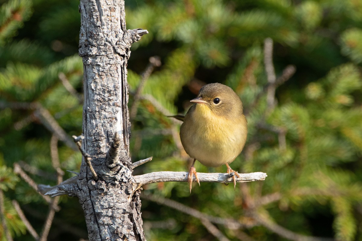 Weidengelbkehlchen - ML623806094