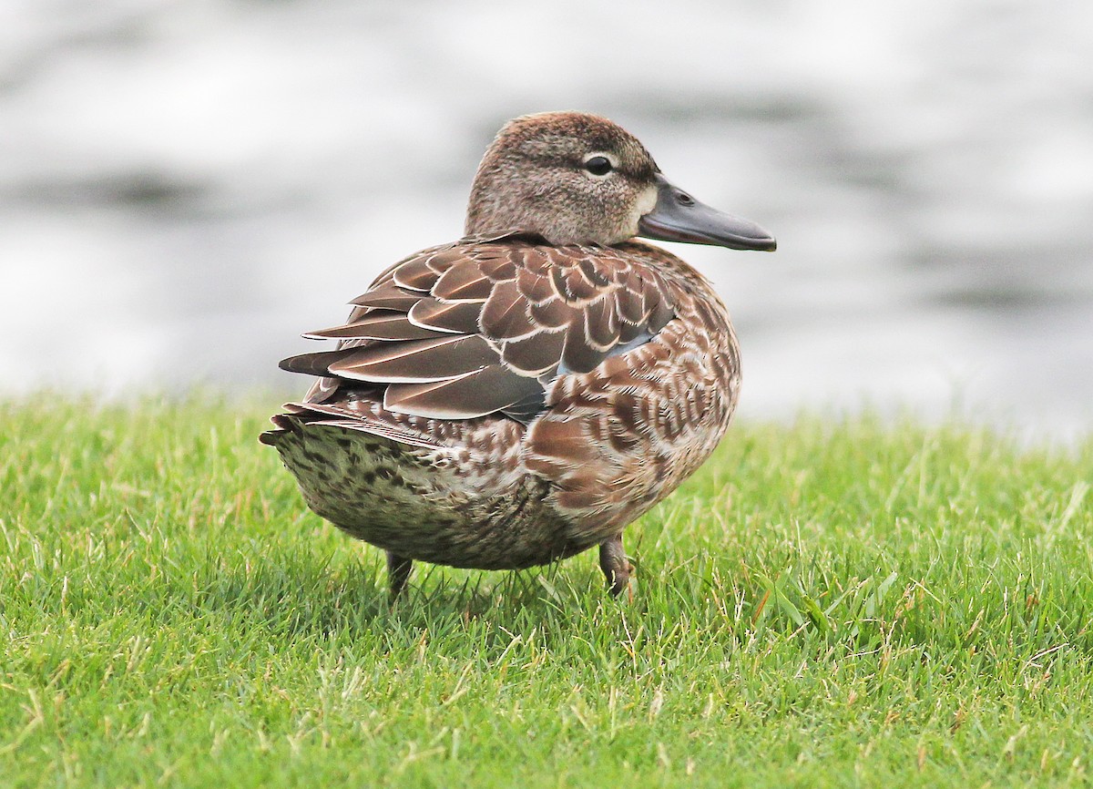 Blue-winged Teal - Mike Litak