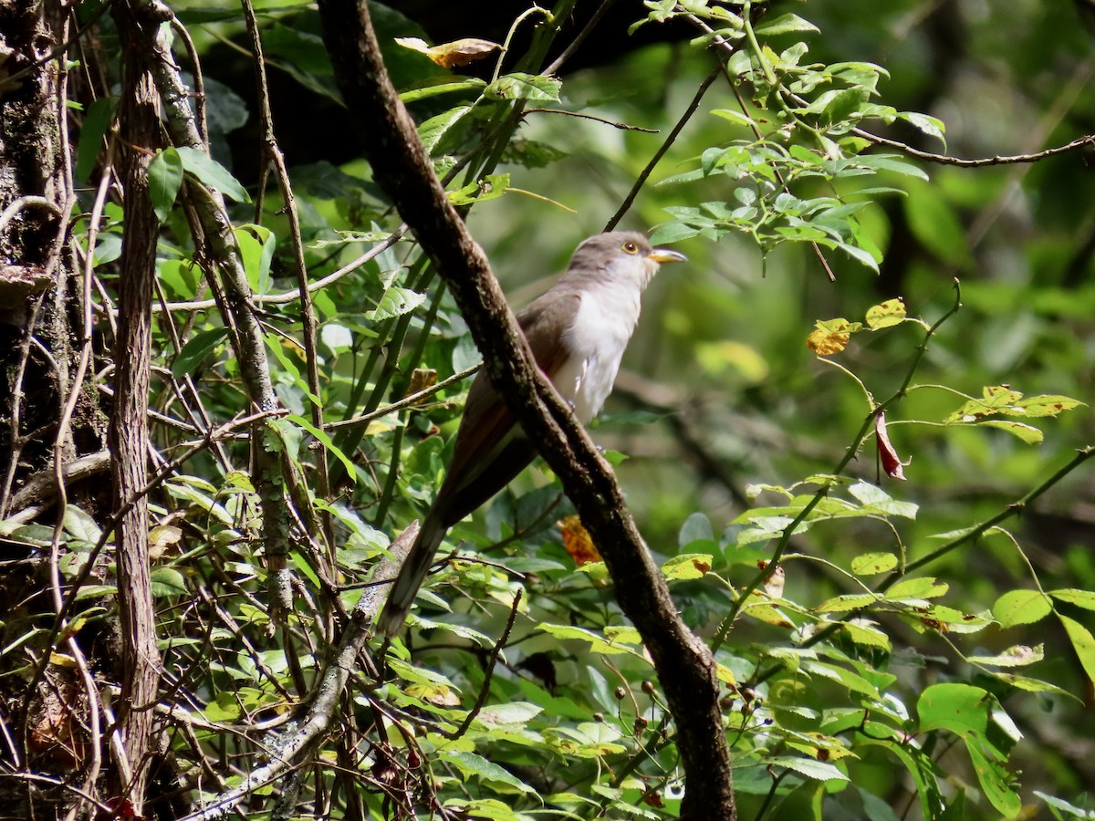 Yellow-billed Cuckoo - Eric Setterberg