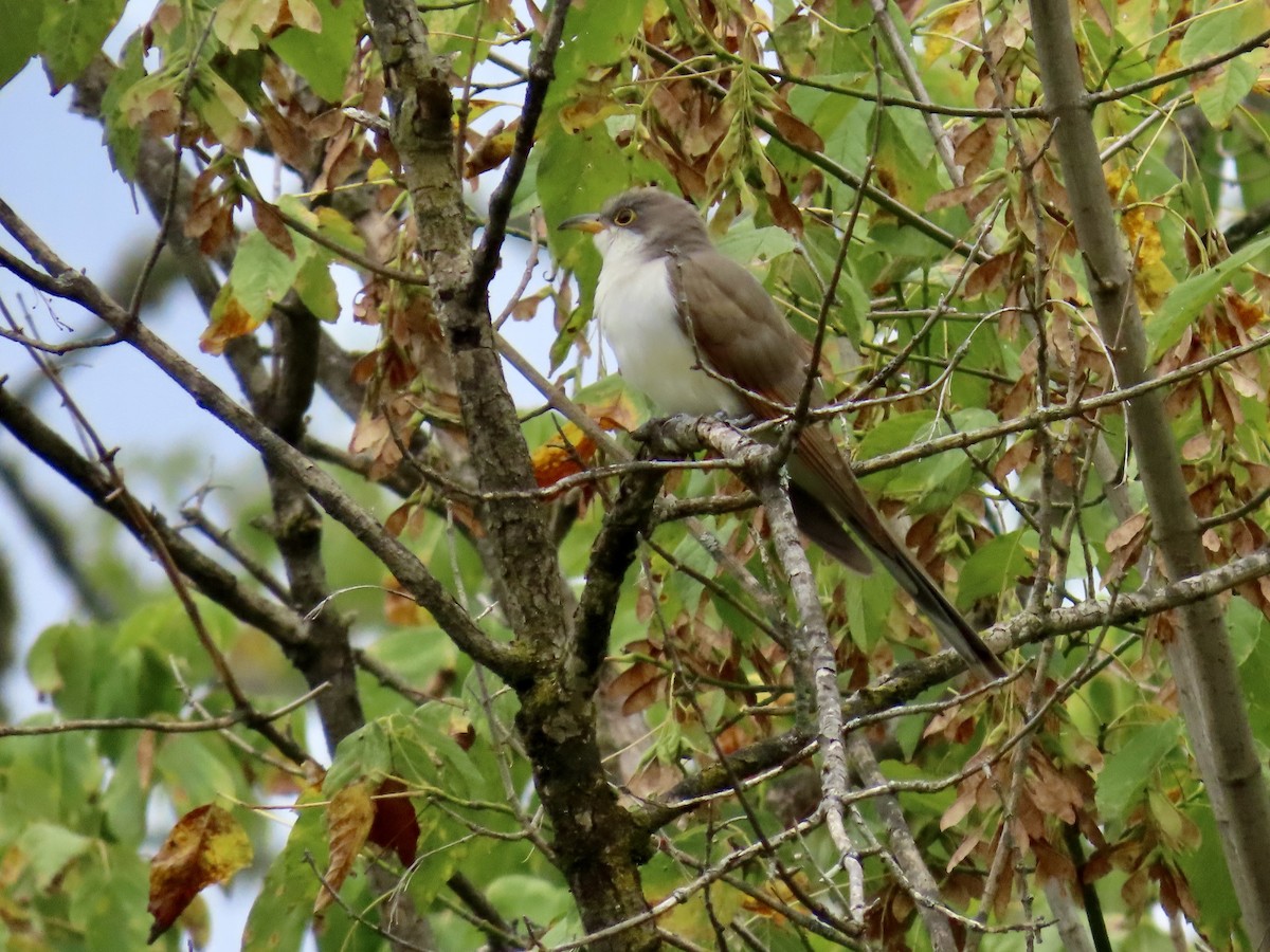 Yellow-billed Cuckoo - ML623806101