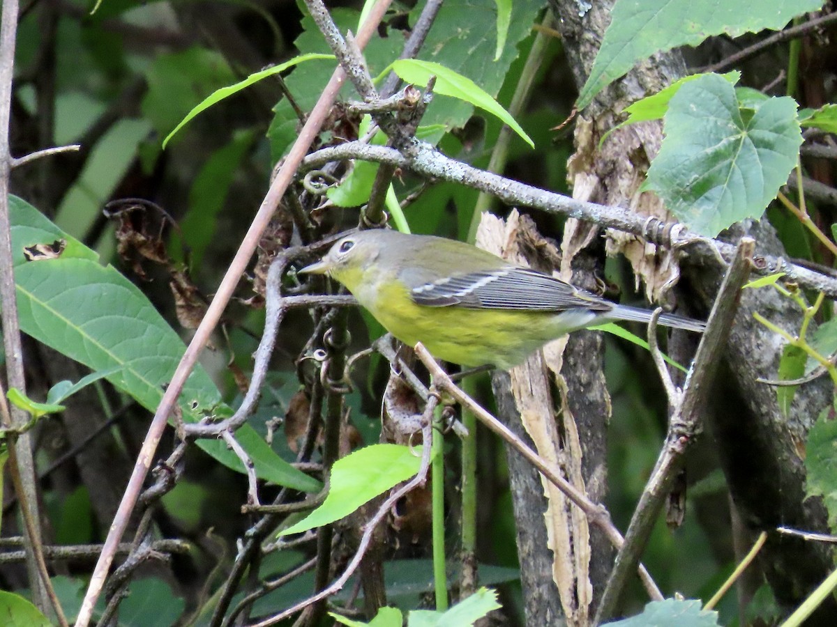 Magnolia Warbler - Eric Setterberg