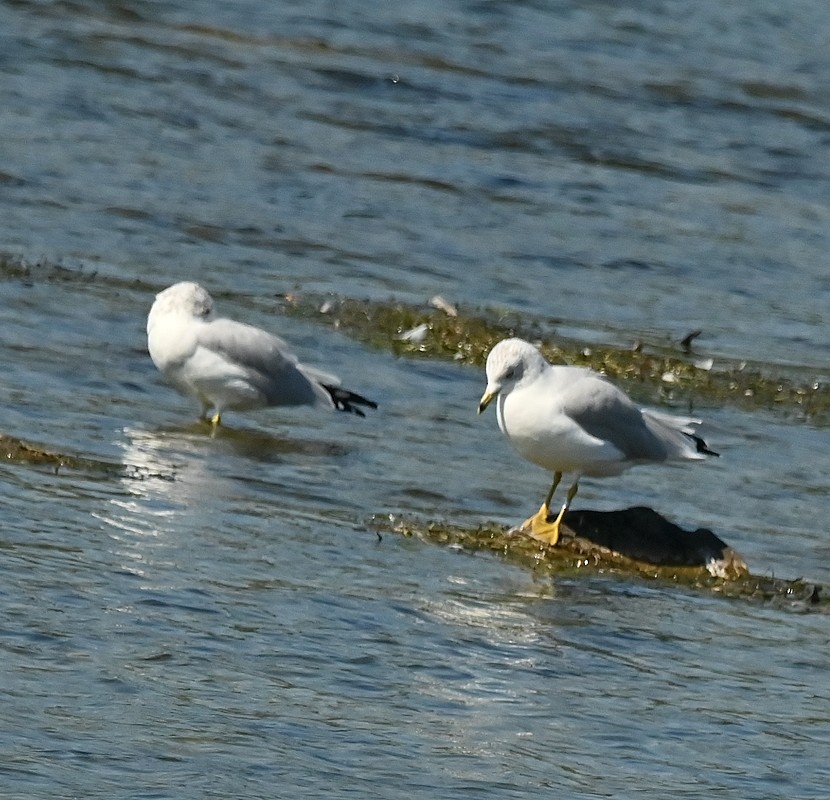 Ring-billed Gull - ML623806128