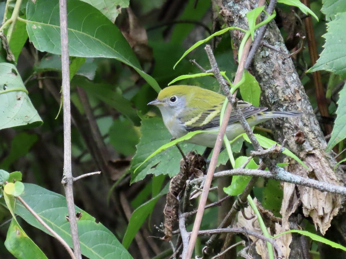 Chestnut-sided Warbler - ML623806133