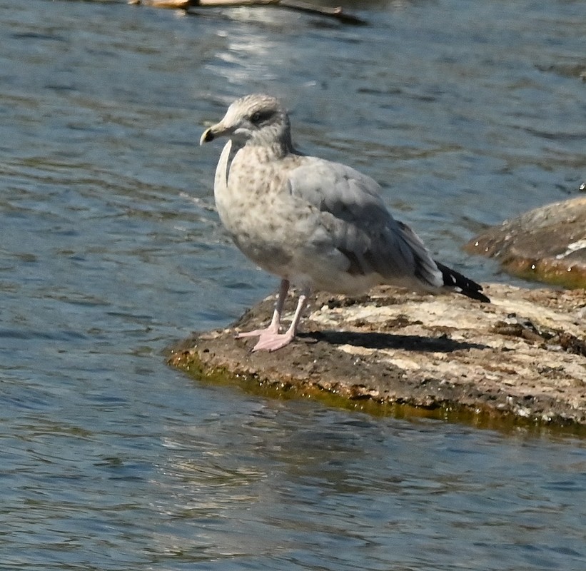 Herring Gull (American) - ML623806134