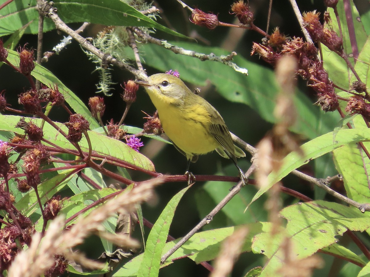 Prairie Warbler - ML623806147