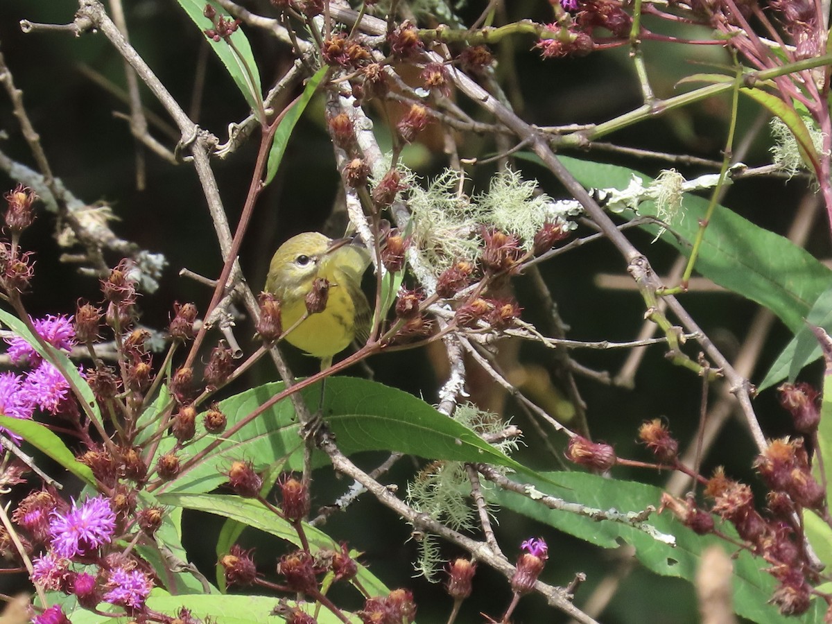 Prairie Warbler - ML623806161