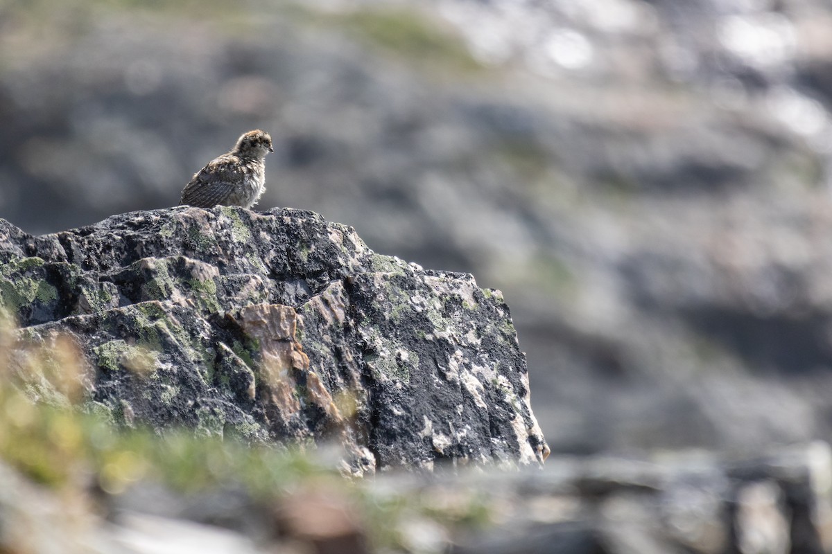 White-tailed Ptarmigan - ML623806162