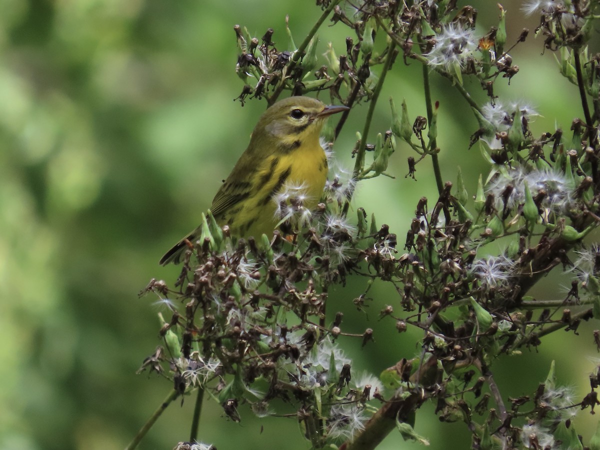 Prairie Warbler - ML623806168