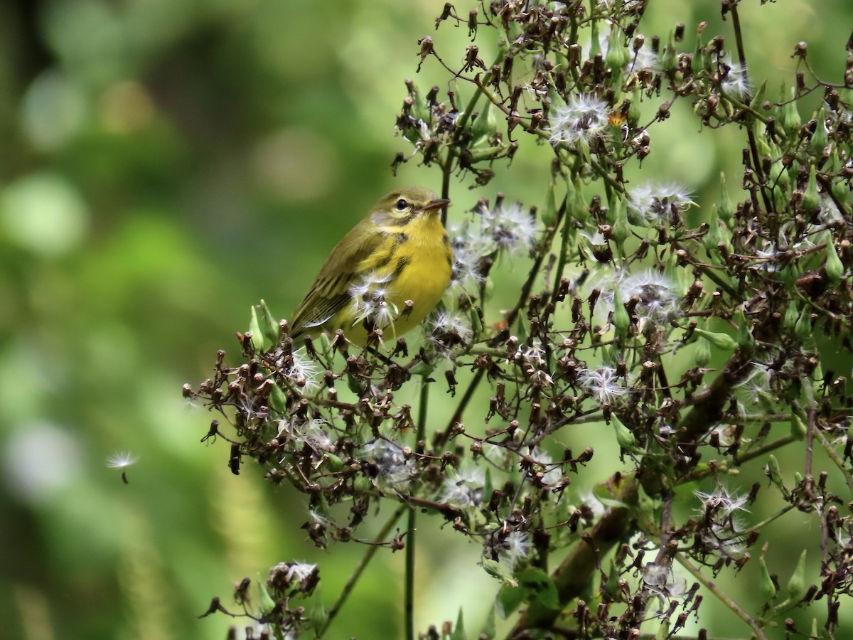 Prairie Warbler - Eric Setterberg