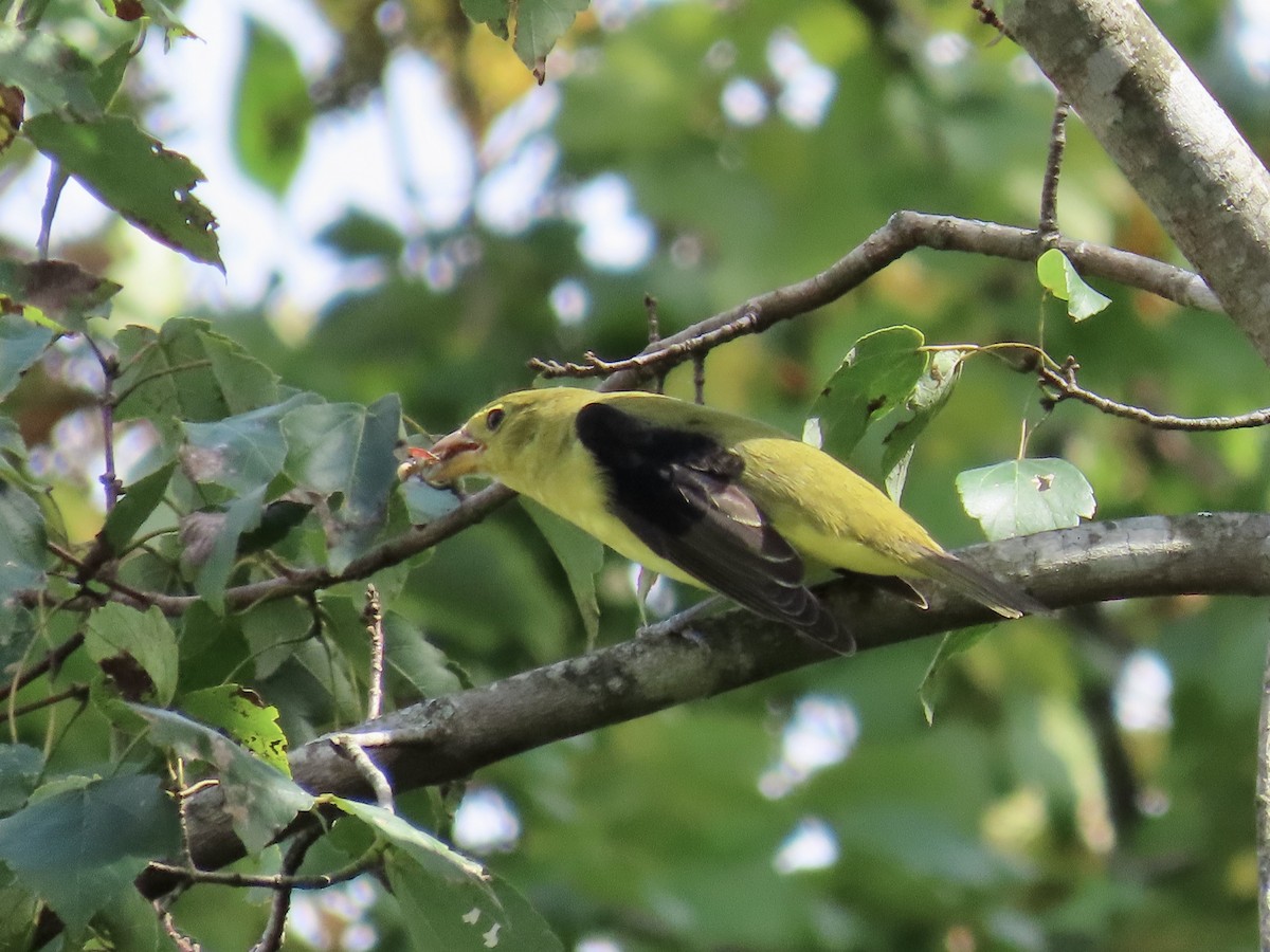 Scarlet Tanager - ML623806181