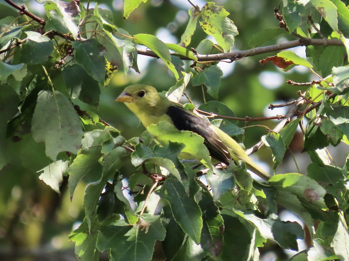 Scarlet Tanager - ML623806188