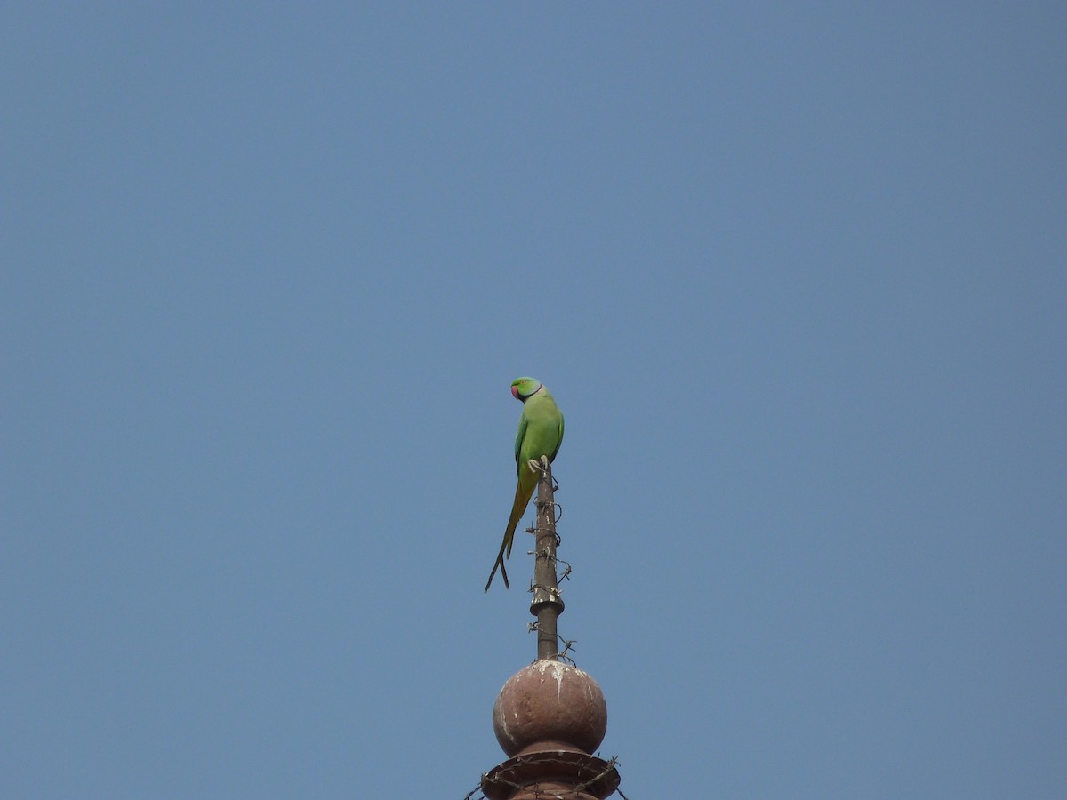 Rose-ringed Parakeet - ML623806209