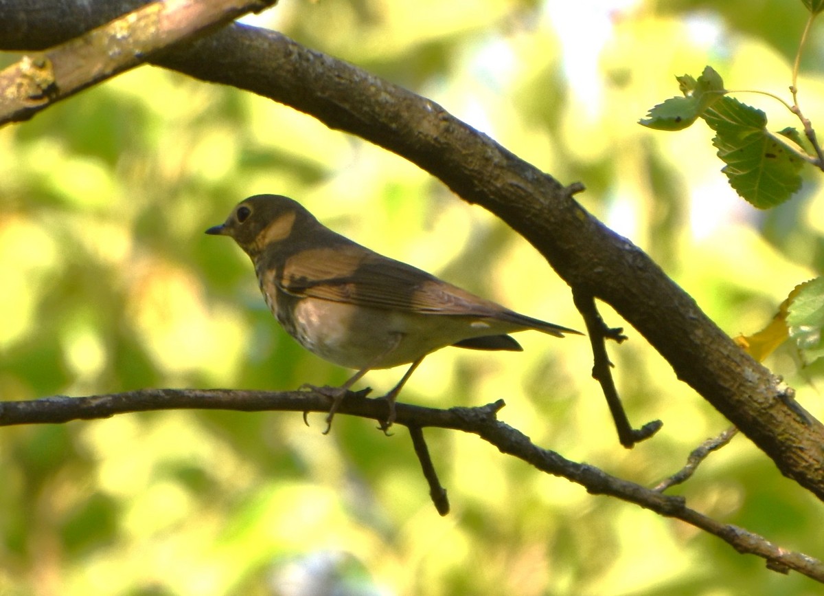 Swainson's Thrush - ML623806216