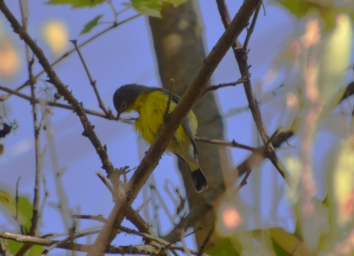 Magnolia Warbler - ML623806245