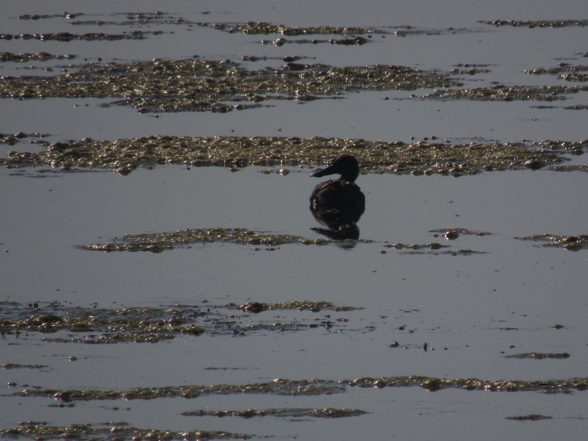 Northern Shoveler - Caleb Bronsink