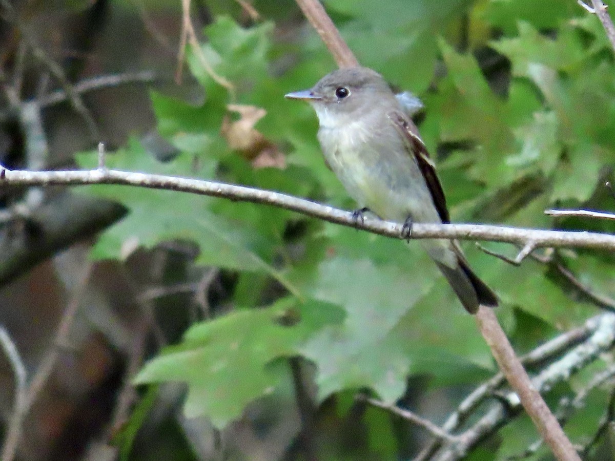 Eastern Wood-Pewee - ML623806252