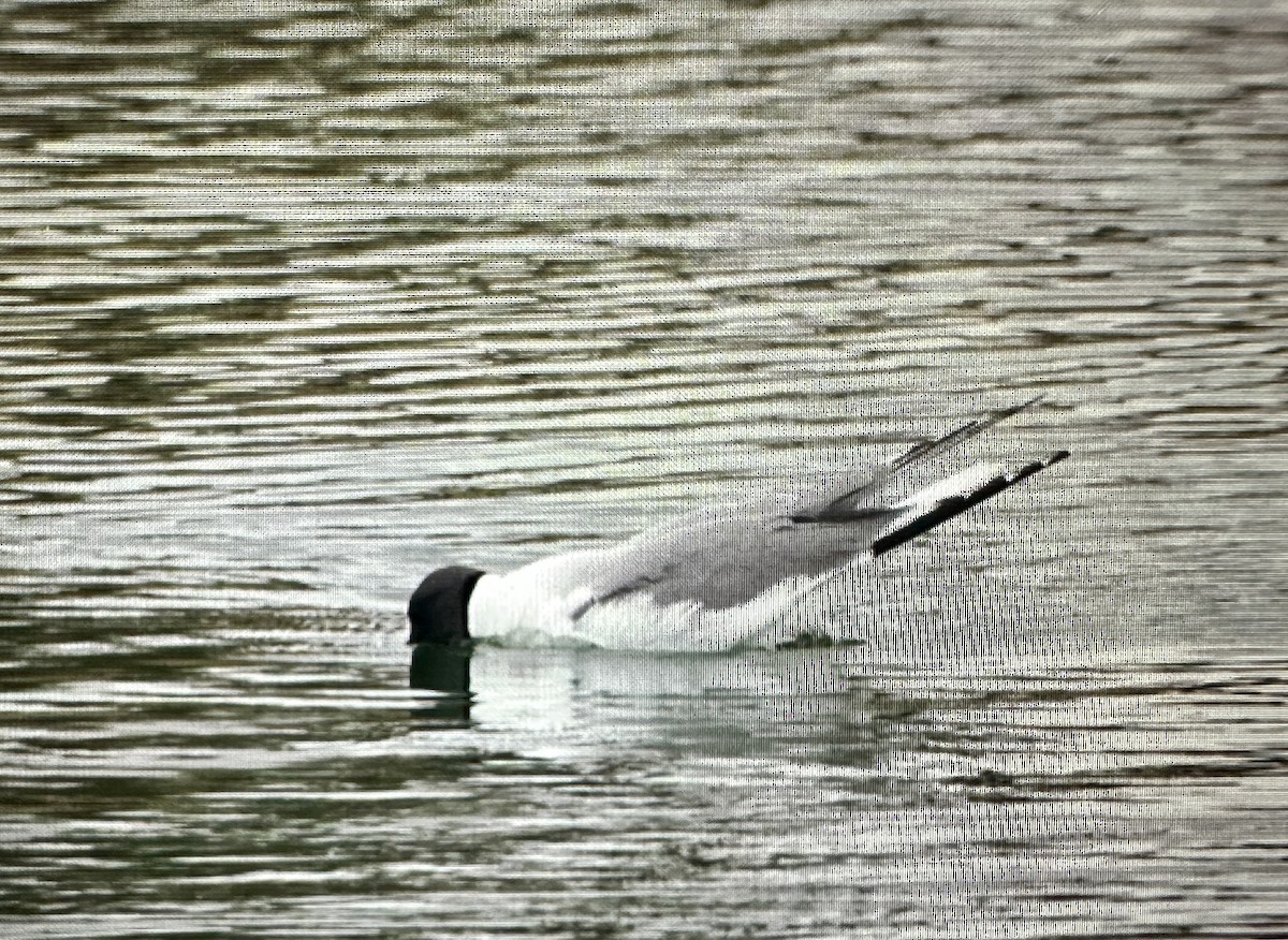 Sabine's Gull - Darchelle Worley