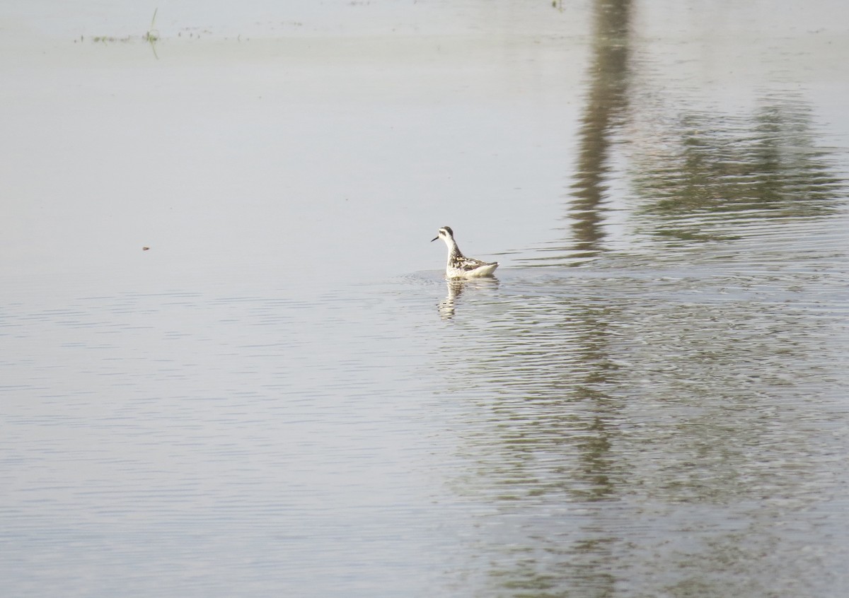 Red-necked Phalarope - ML623806277