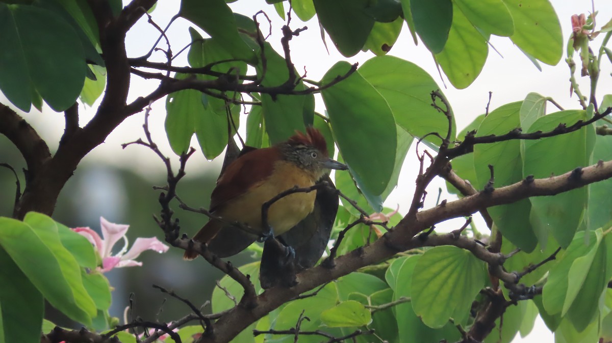 Barred Antshrike - ML623806278